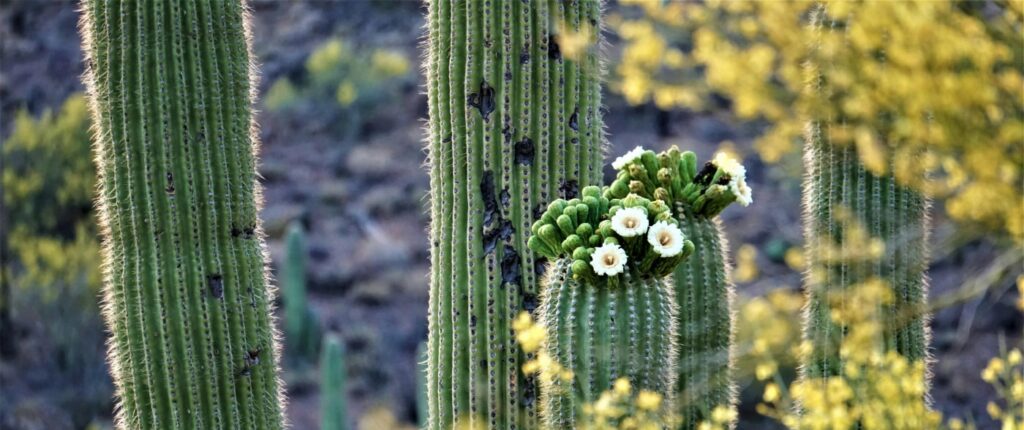 Flowering Saguaro